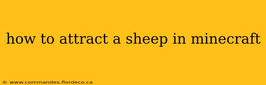 how to attract a sheep in minecraft