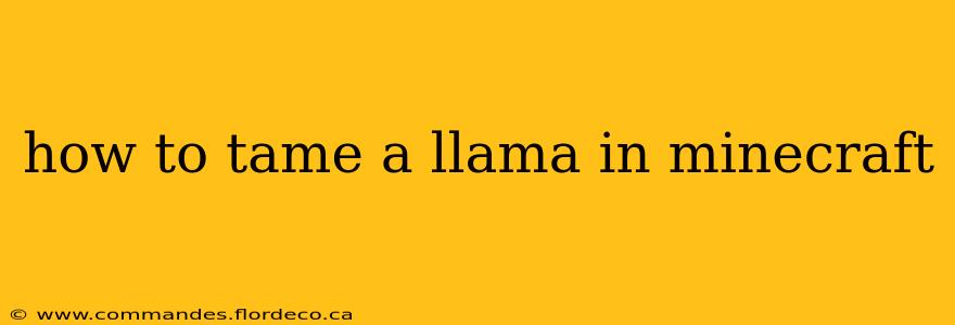 how to tame a llama in minecraft