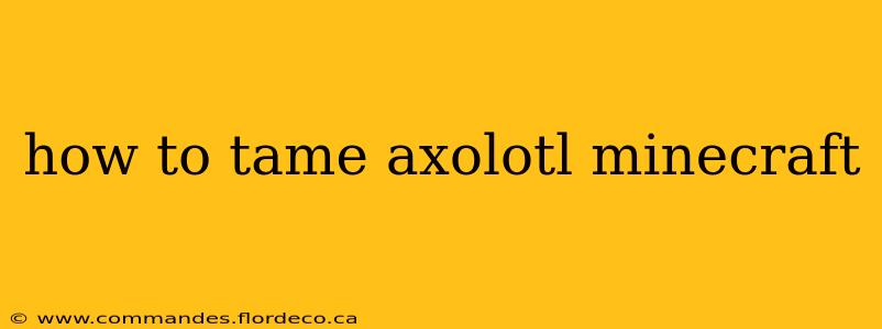 how to tame axolotl minecraft