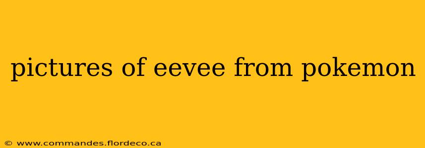 pictures of eevee from pokemon