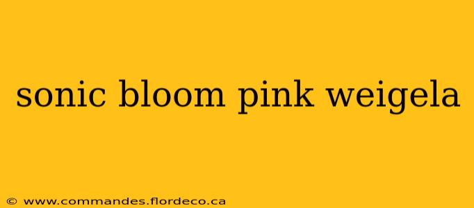 sonic bloom pink weigela