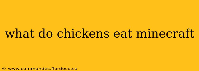 what do chickens eat minecraft