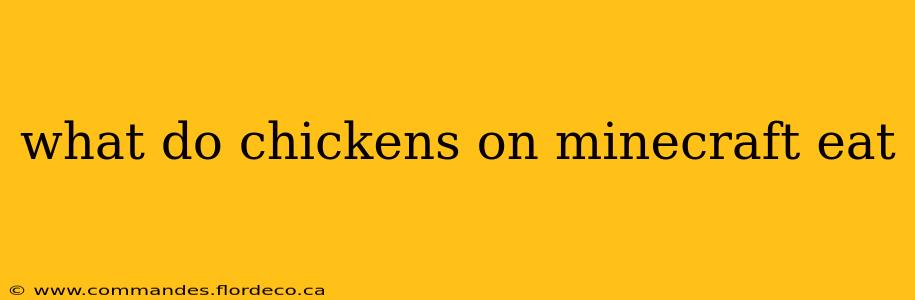 what do chickens on minecraft eat