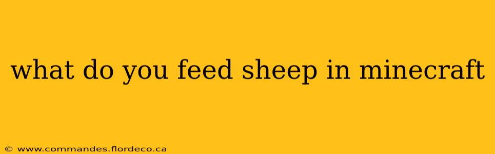 what do you feed sheep in minecraft